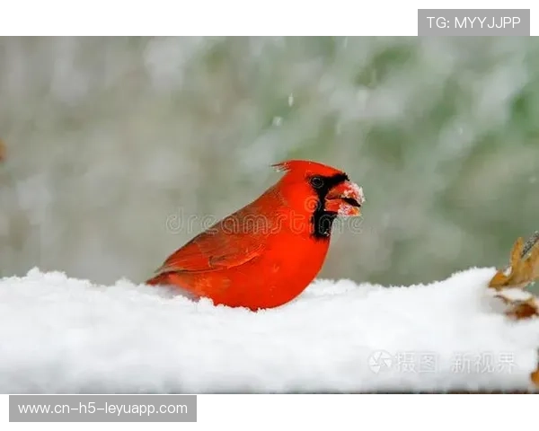 红雀进攻失灵,四分卫受伤成致命因素,红雀140